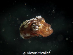 Baby squid by Victor Micallef 